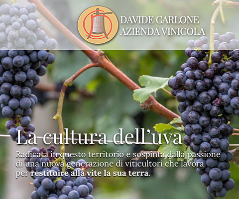 Davide Carlone Azienda Vinicola produce vini di alta qualità.